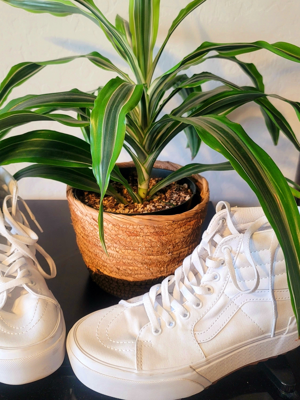 Vans White High-Top Canvas Sneakers